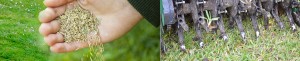 VA Lawn Maintenance | Aeration and Over-Seeding Fairfax Station VA